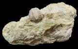 Blastoid (Pentremites) Fossil - Illinois #48666-1